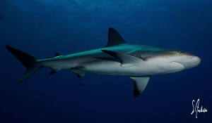 This image of a Caribbean Reef Shark was taken during a s... by Steven Anderson 